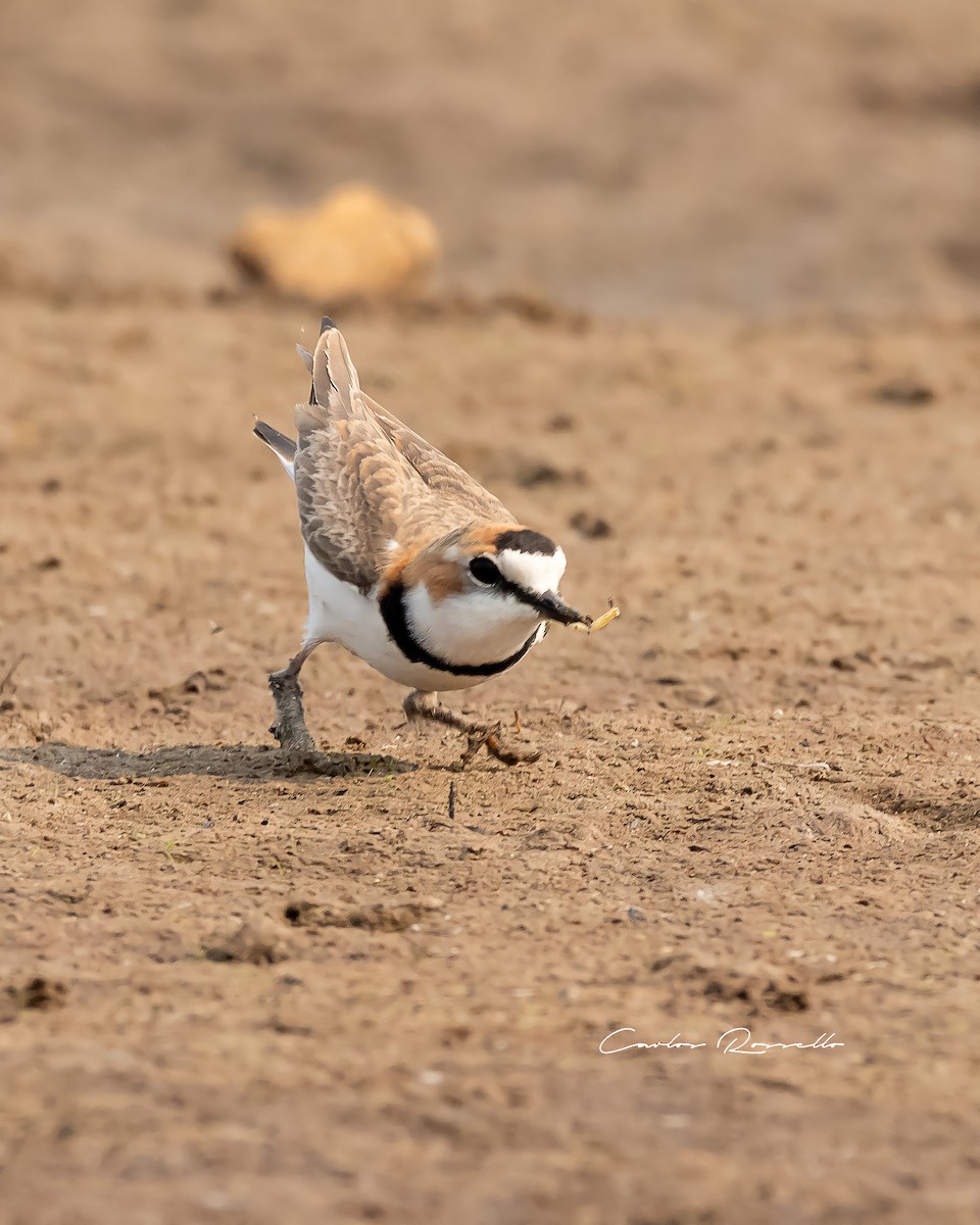 Collared Plover - Carlos Rossello