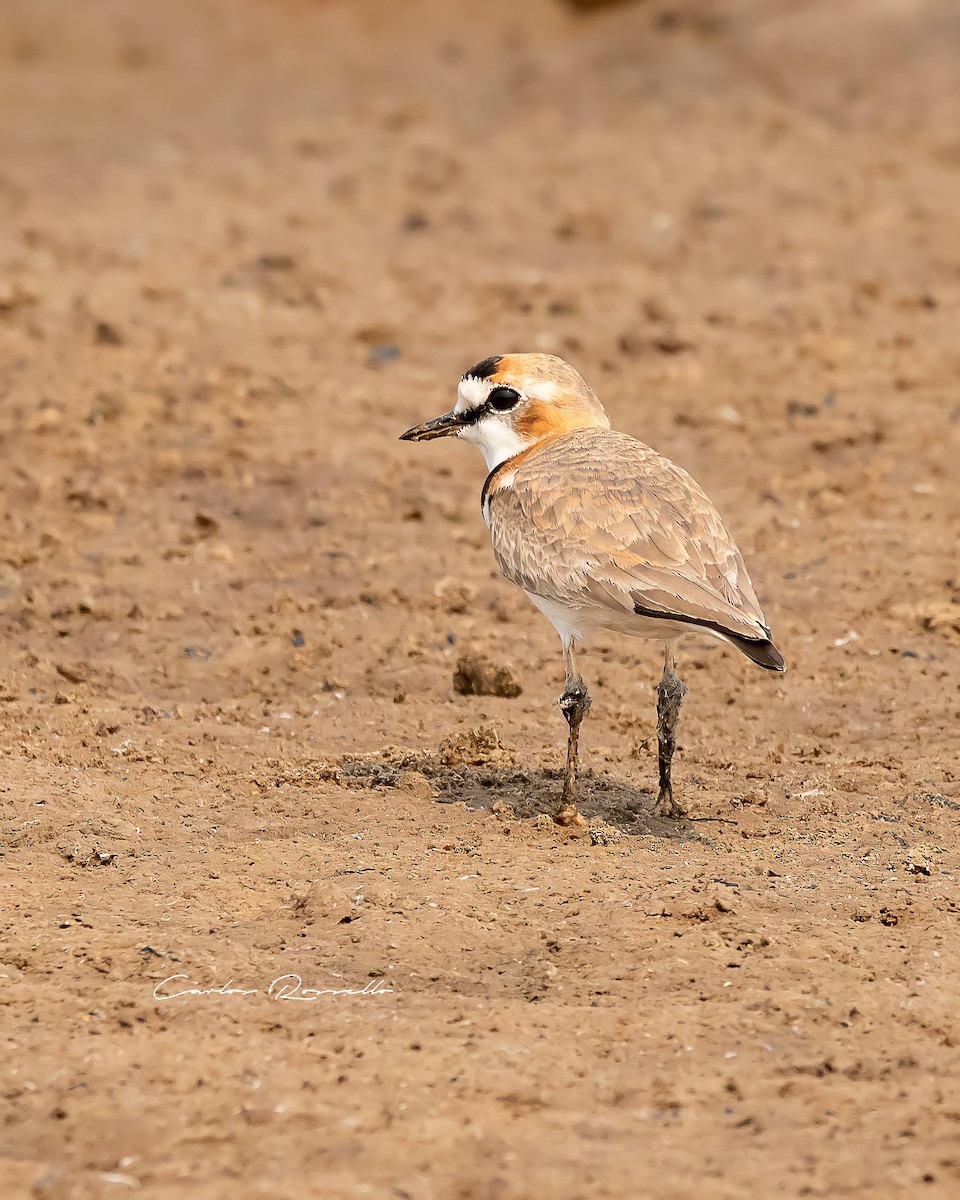 Collared Plover - Carlos Rossello