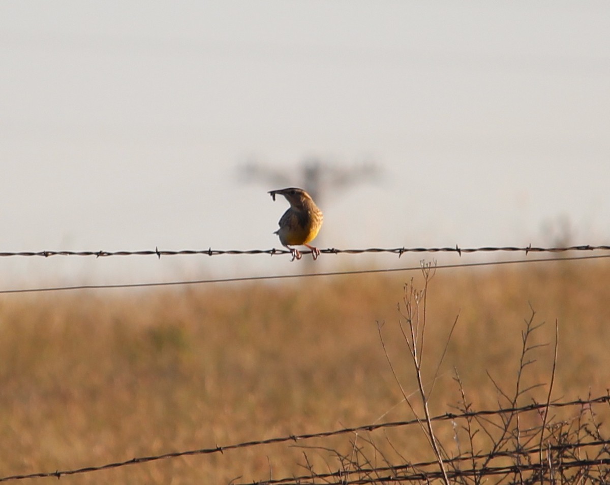 Eastern Meadowlark - ML36359101