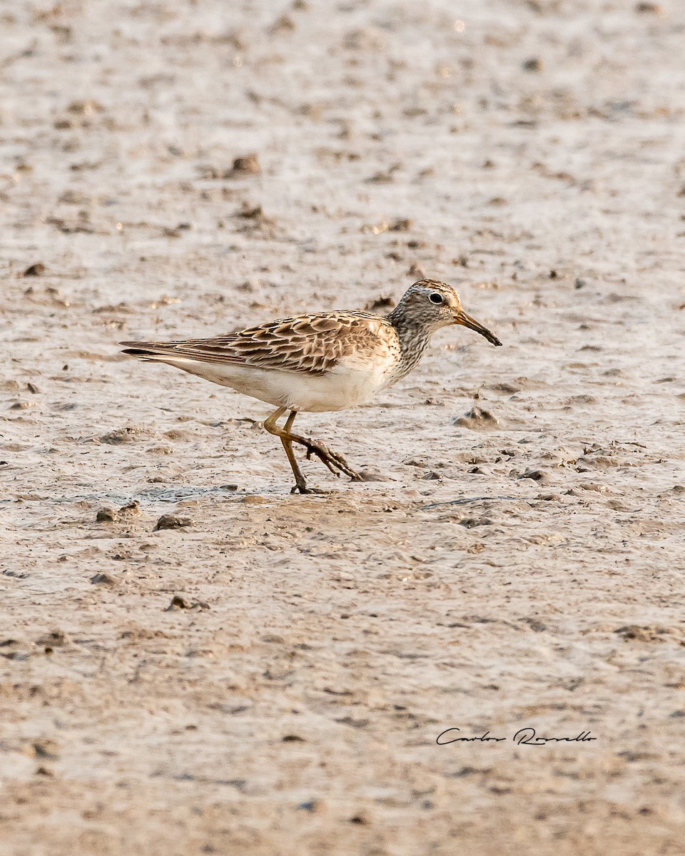 Pectoral Sandpiper - Carlos Rossello