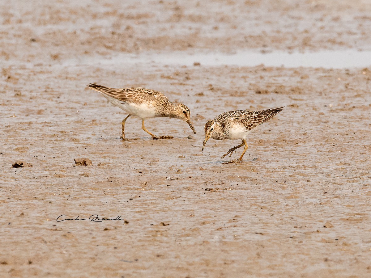 Pectoral Sandpiper - Carlos Rossello