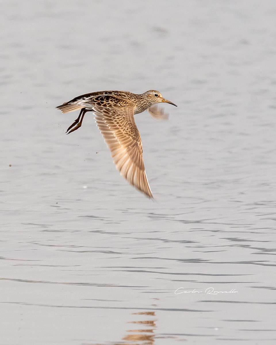 Graubrust-Strandläufer - ML363591211