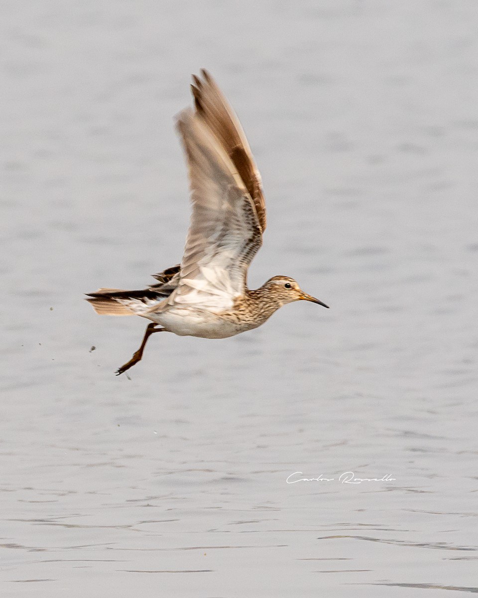 Graubrust-Strandläufer - ML363591231