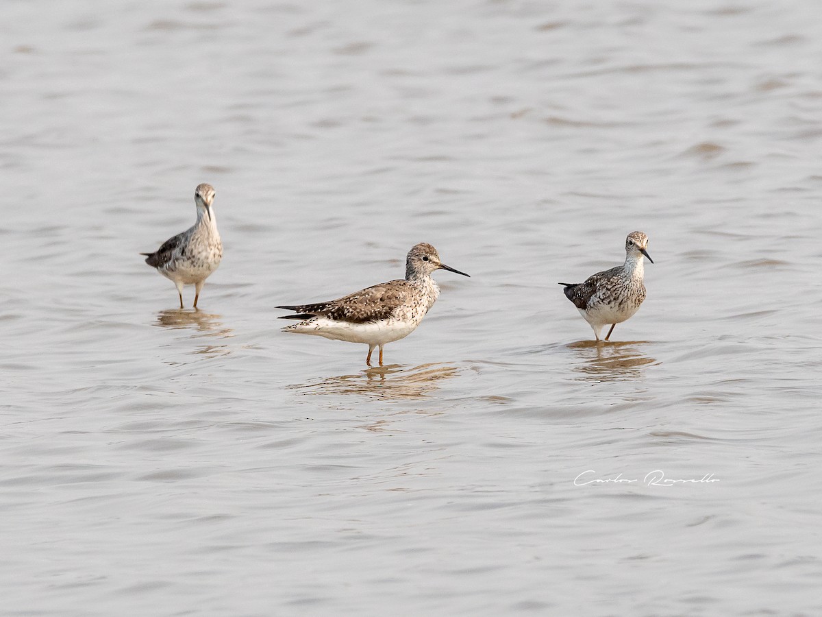 Lesser Yellowlegs - Carlos Rossello