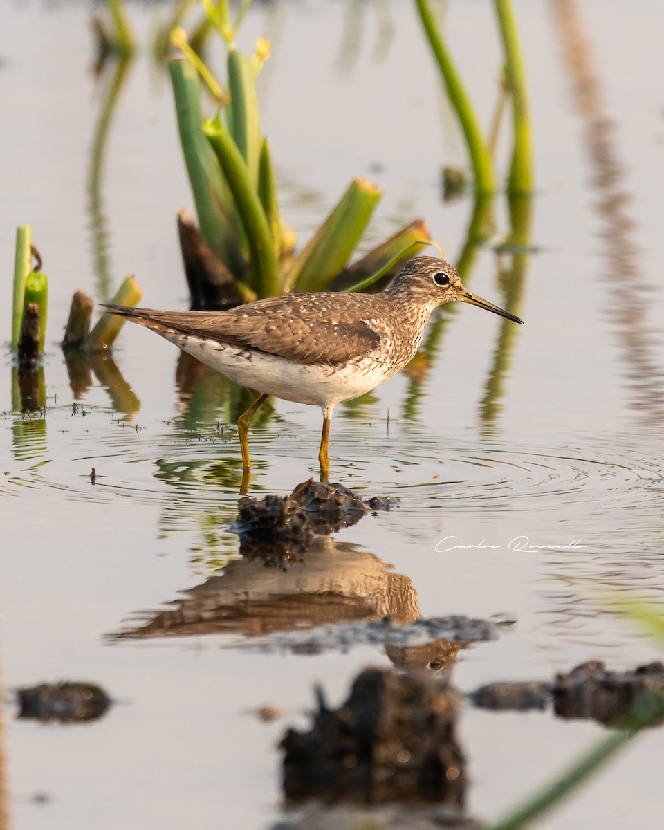 Lesser Yellowlegs - Carlos Rossello