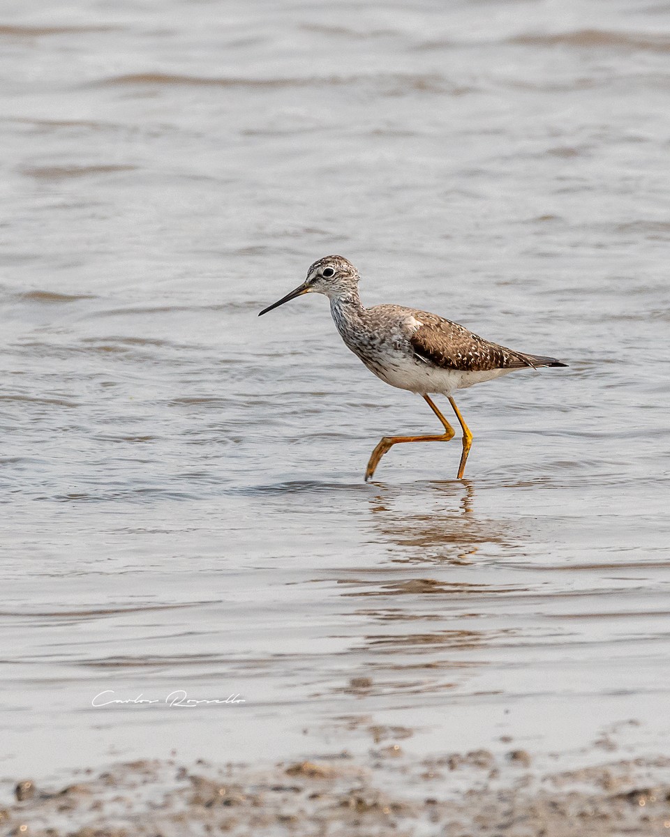 Lesser Yellowlegs - ML363591361