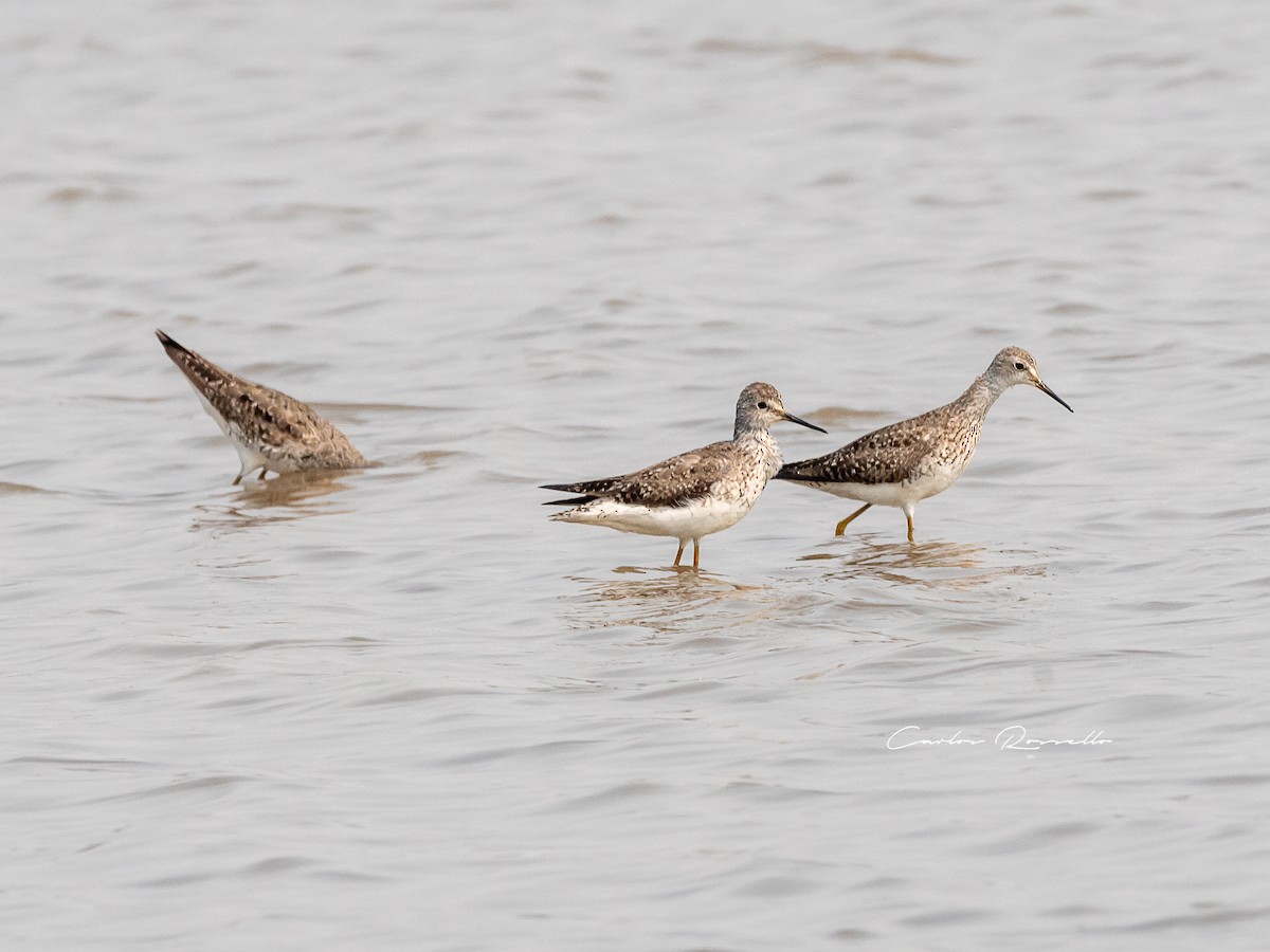 Lesser Yellowlegs - Carlos Rossello