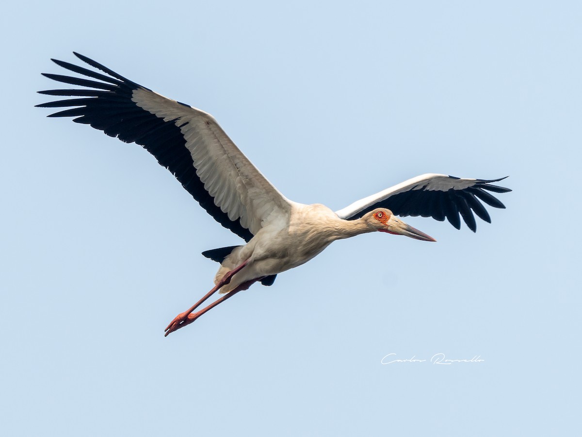 Maguari Stork - Carlos Rossello