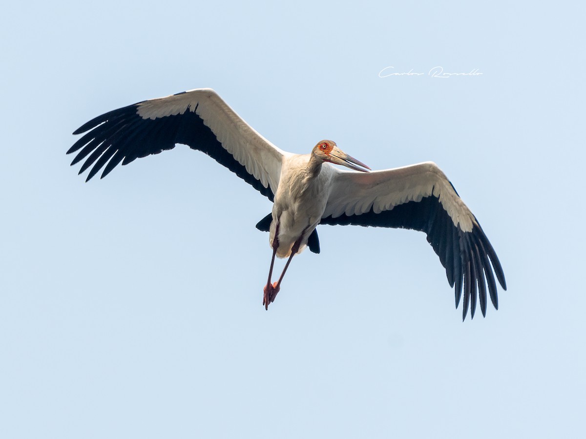 Maguari Stork - Carlos Rossello