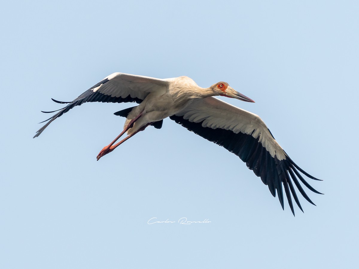 Maguari Stork - Carlos Rossello