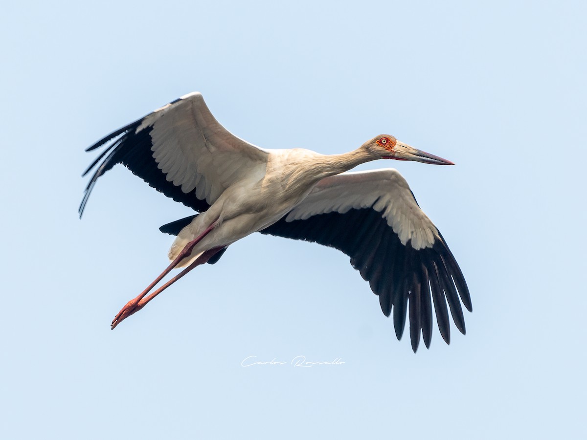 Maguari Stork - Carlos Rossello