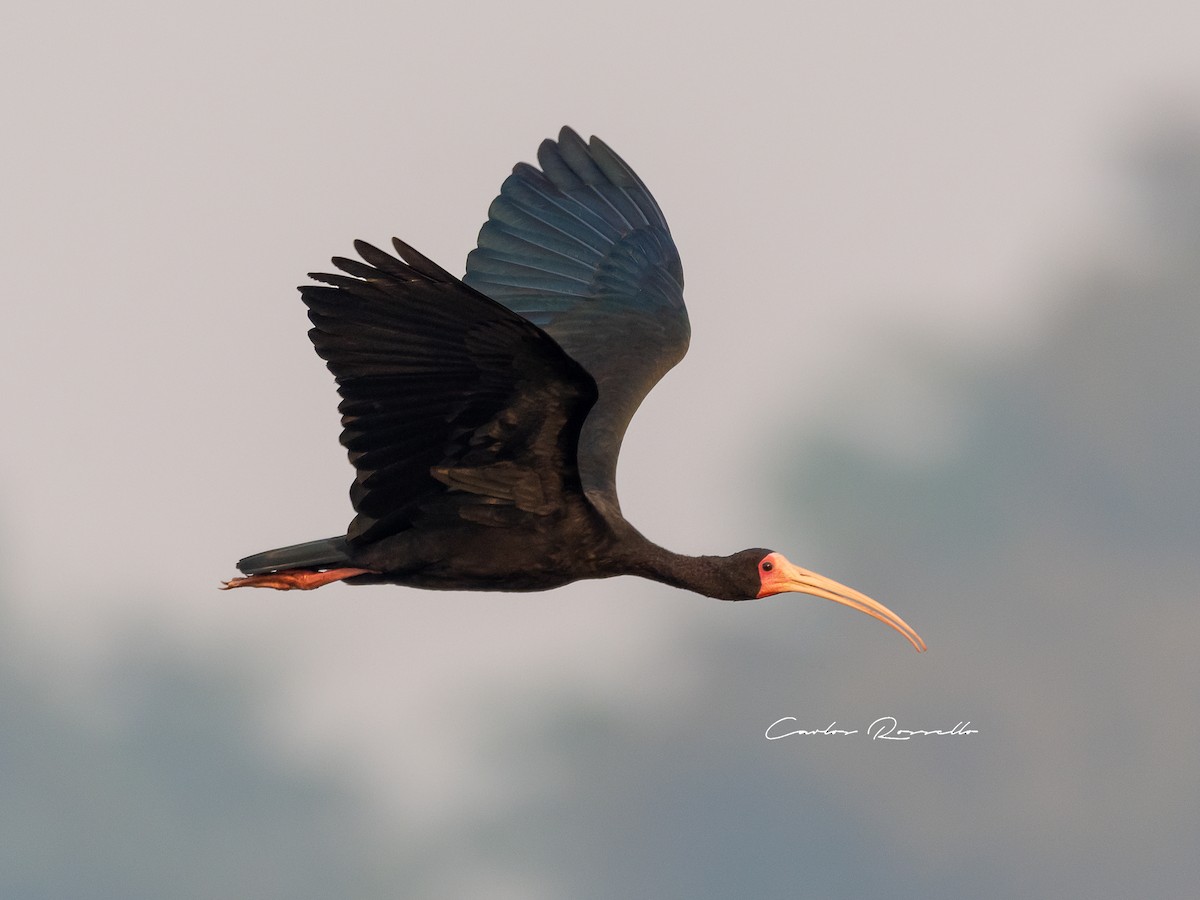 Bare-faced Ibis - ML363591601