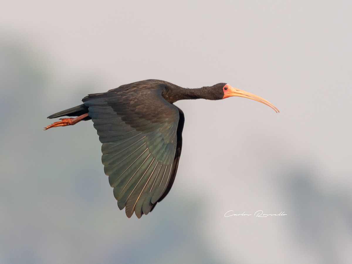 Bare-faced Ibis - ML363591611