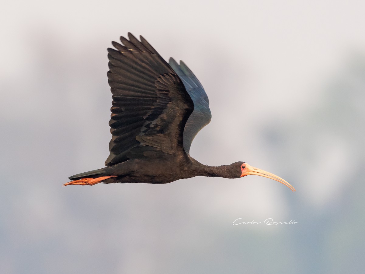 ibis tmavý - ML363591621