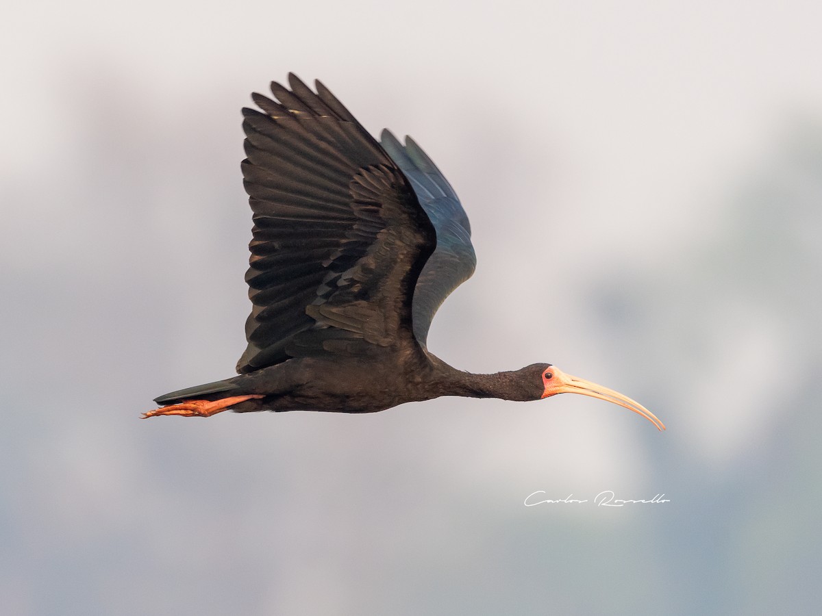 Bare-faced Ibis - ML363591621