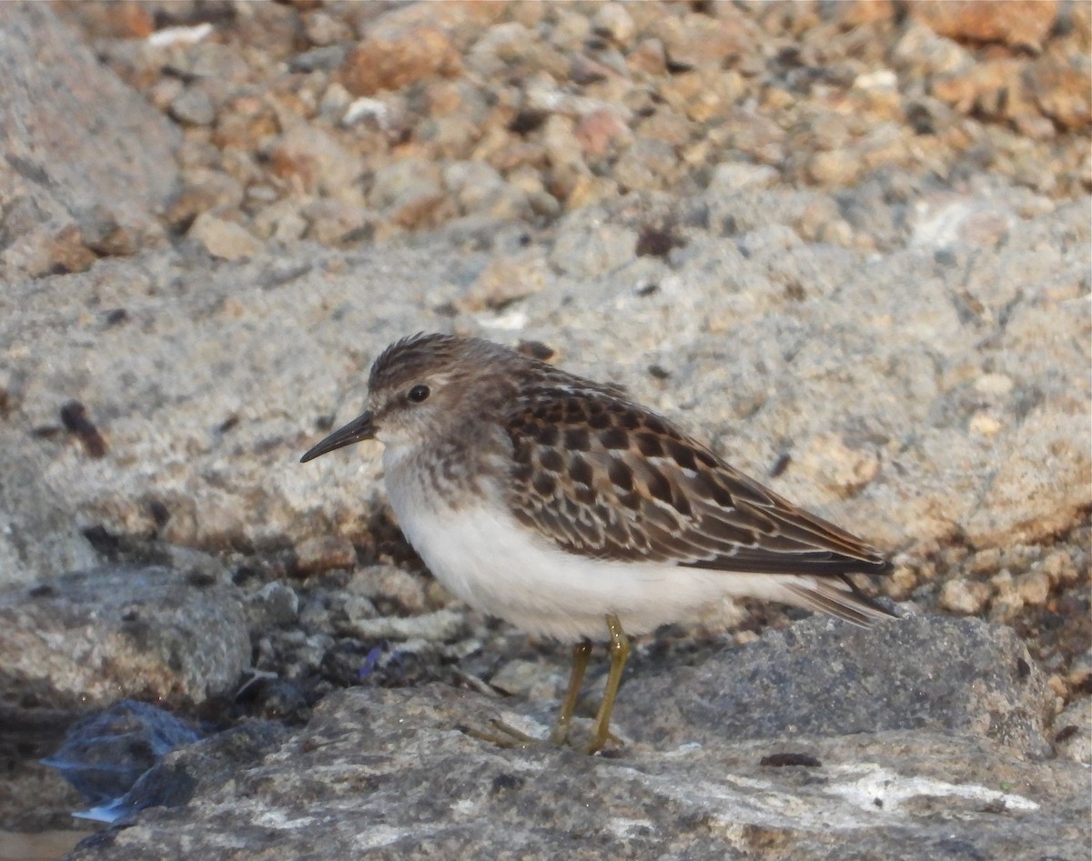 Least Sandpiper - ML363592401