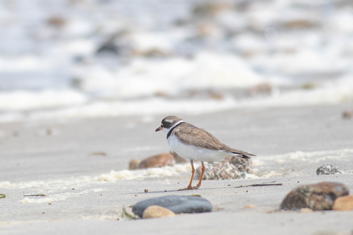 Semipalmated Plover - ML363592711