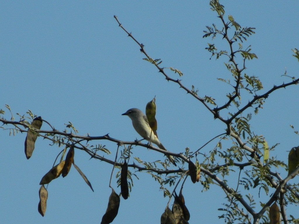 Small Minivet - ML363593431