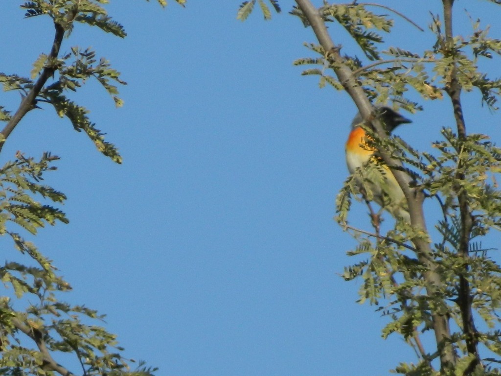 Small Minivet - ML363593461