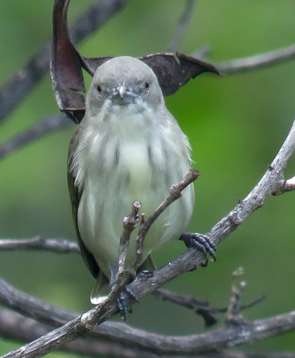 Thick-billed Flowerpecker - ML363594551