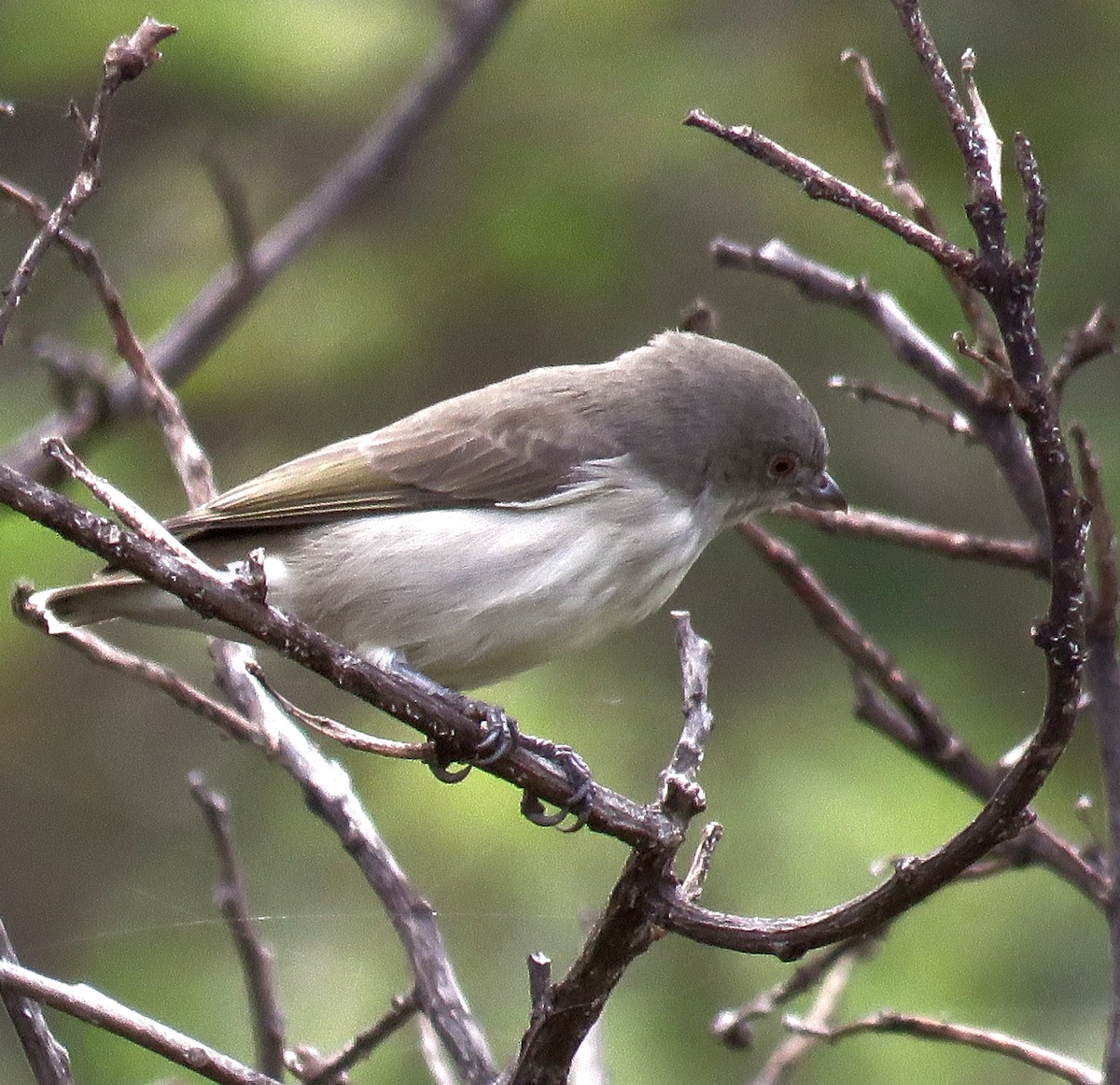 Thick-billed Flowerpecker - ML363594571