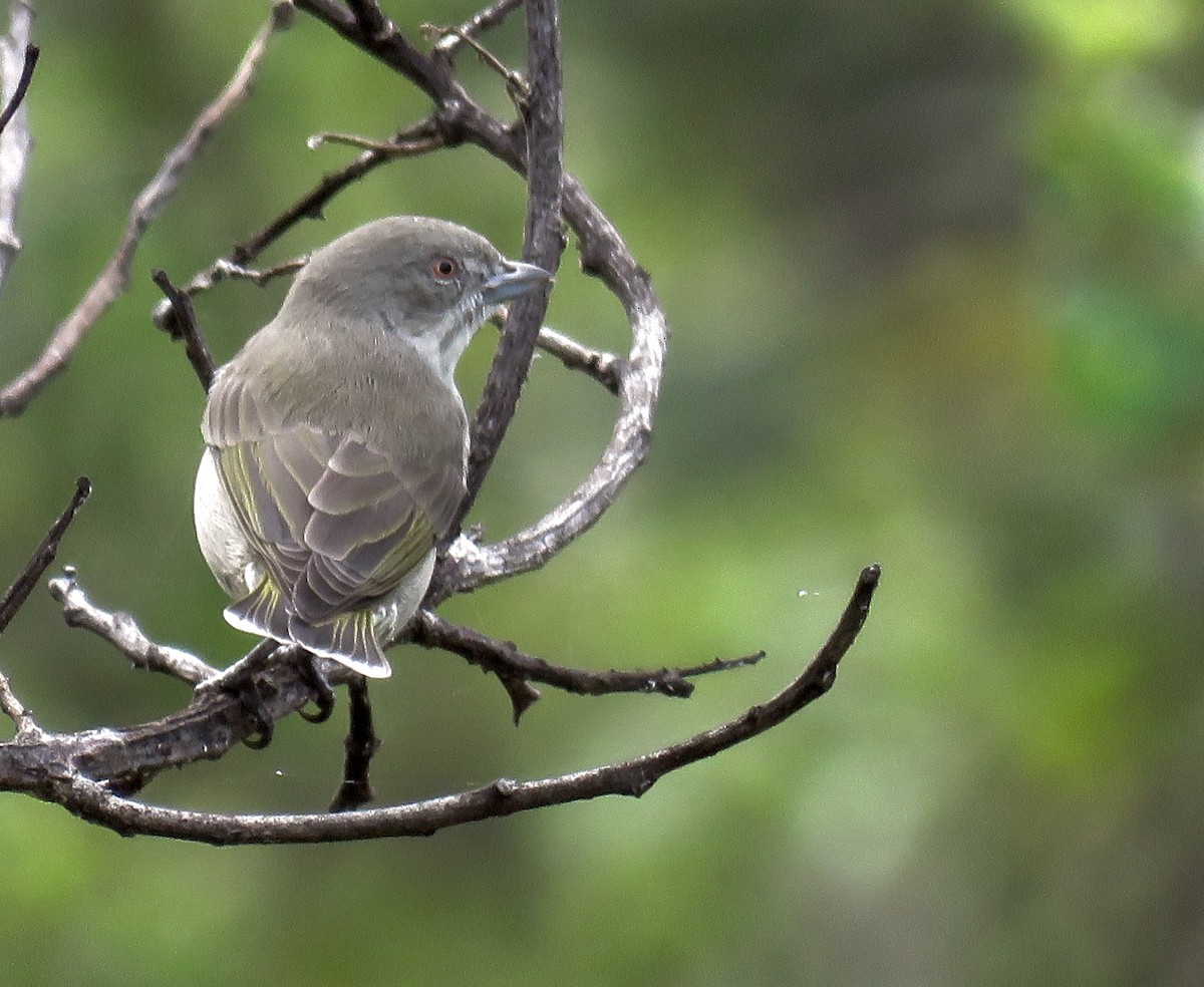 Thick-billed Flowerpecker - ML363594581