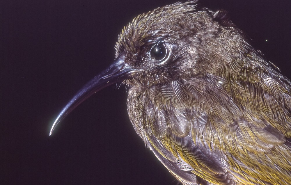 Bismarck Honeyeater - ML363594661