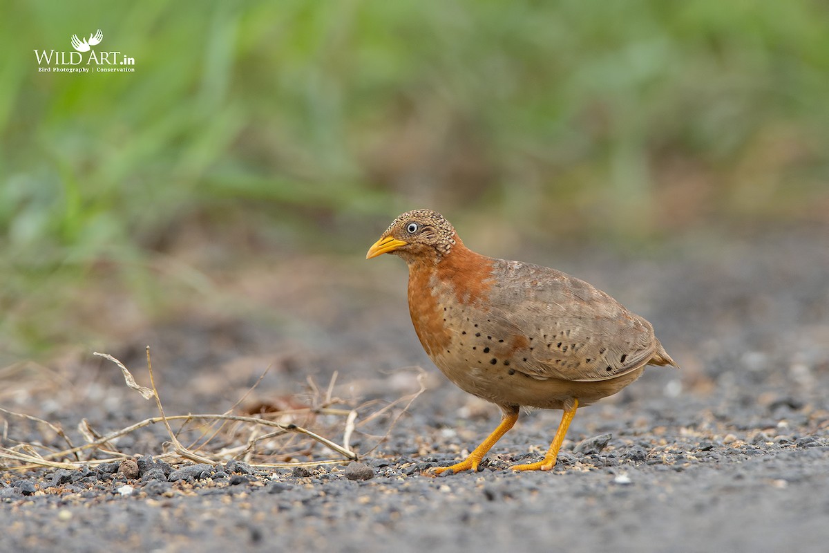 Yellow-legged Buttonquail - ML363594971