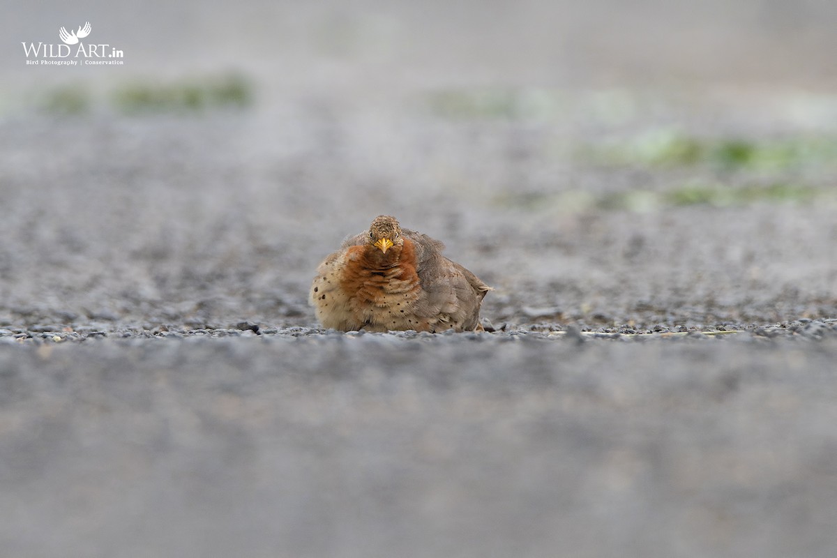 Yellow-legged Buttonquail - ML363594981