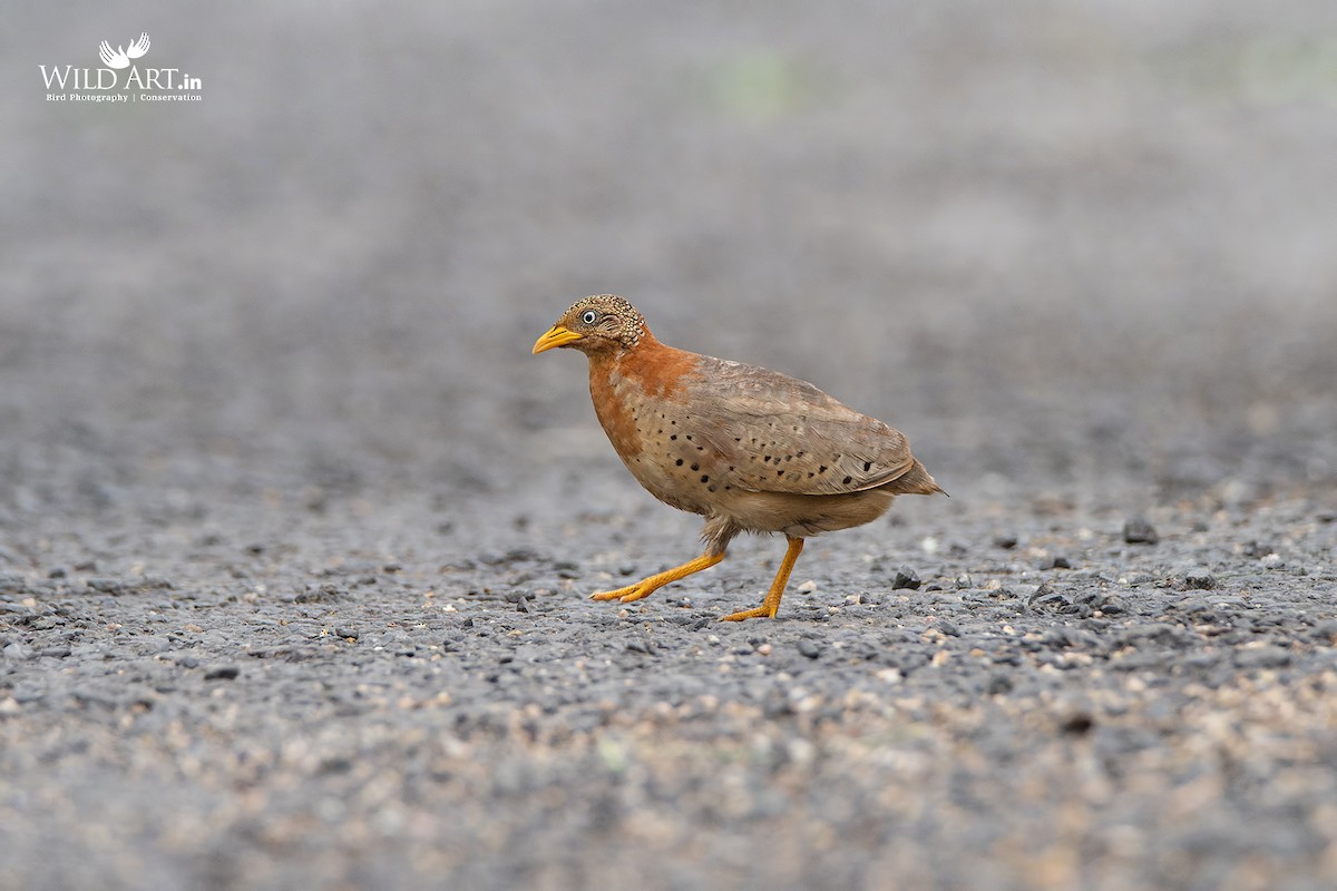 Yellow-legged Buttonquail - ML363595001