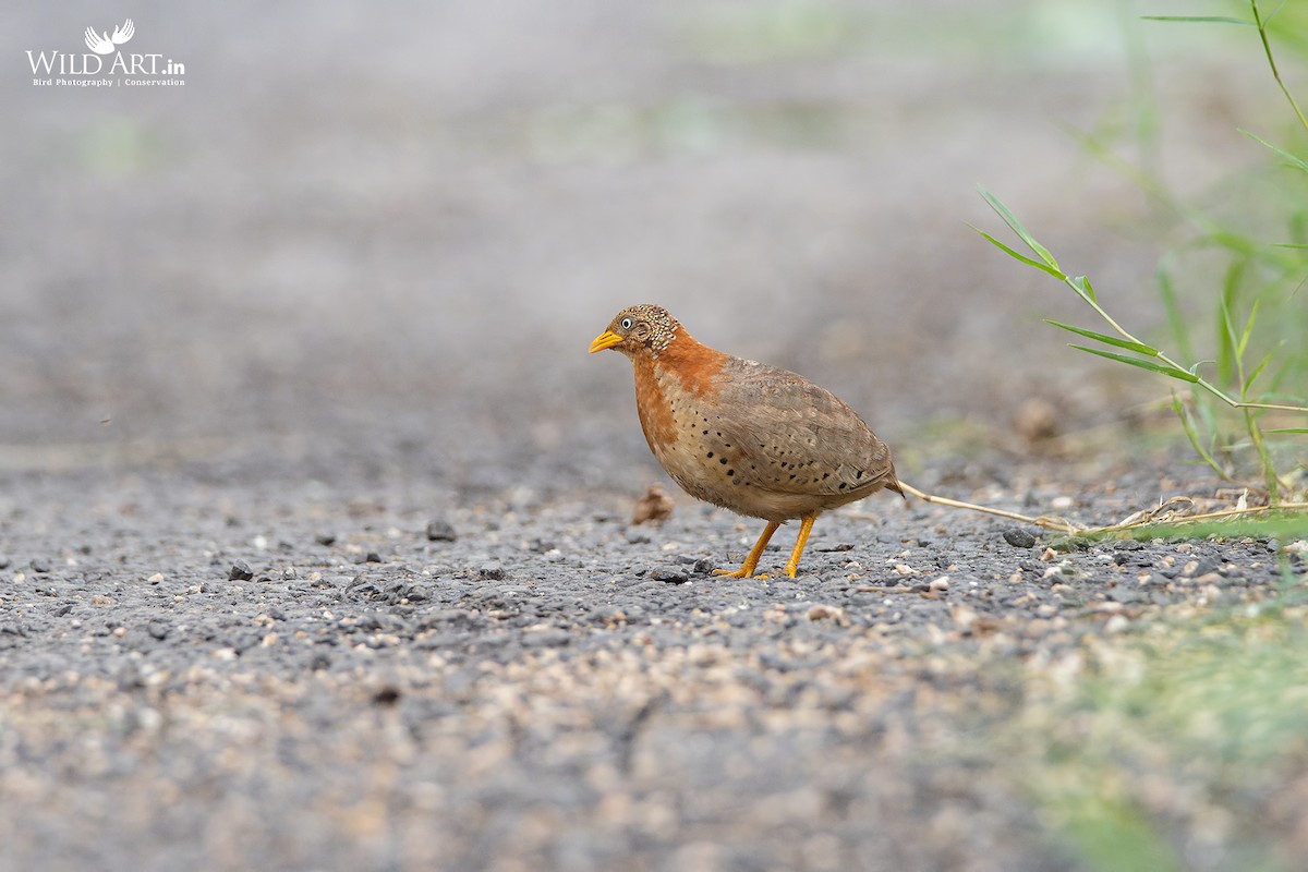 Yellow-legged Buttonquail - ML363595011