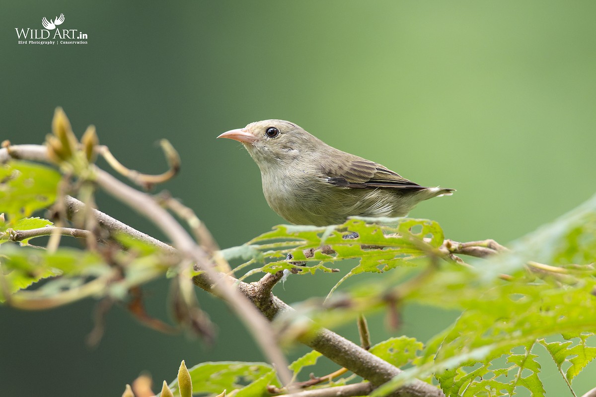 Pale-billed Flowerpecker - ML363595301