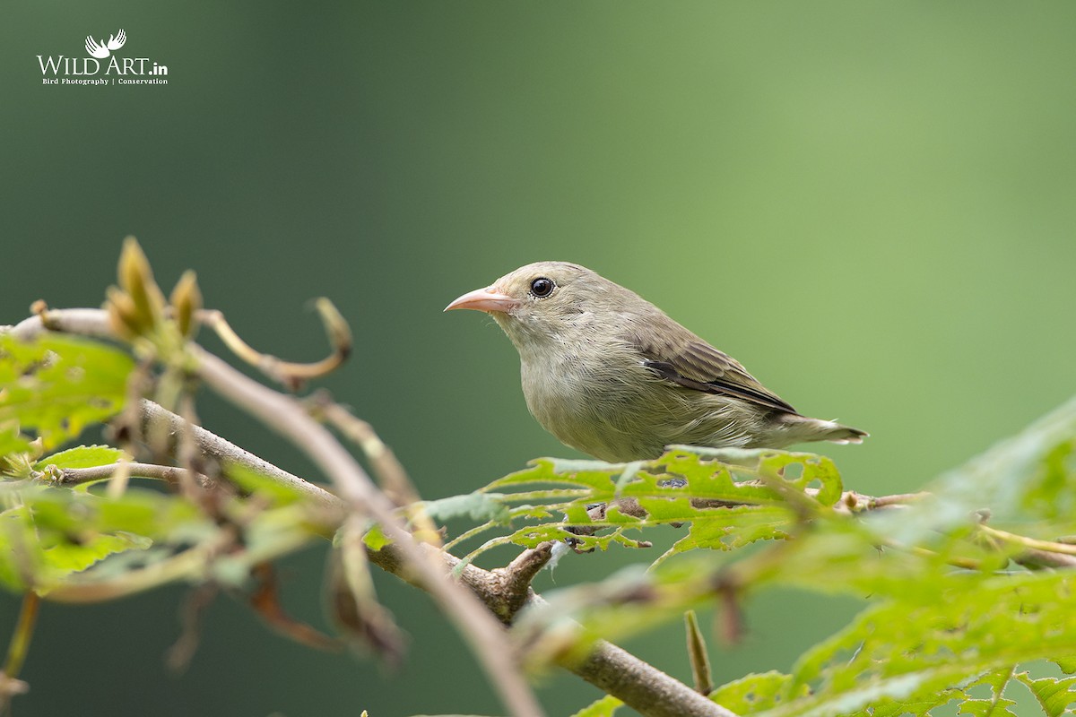 Pale-billed Flowerpecker - ML363595311