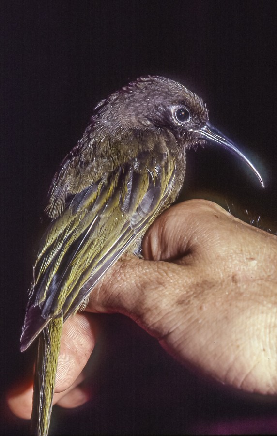 Bismarck Honeyeater - ML363595411