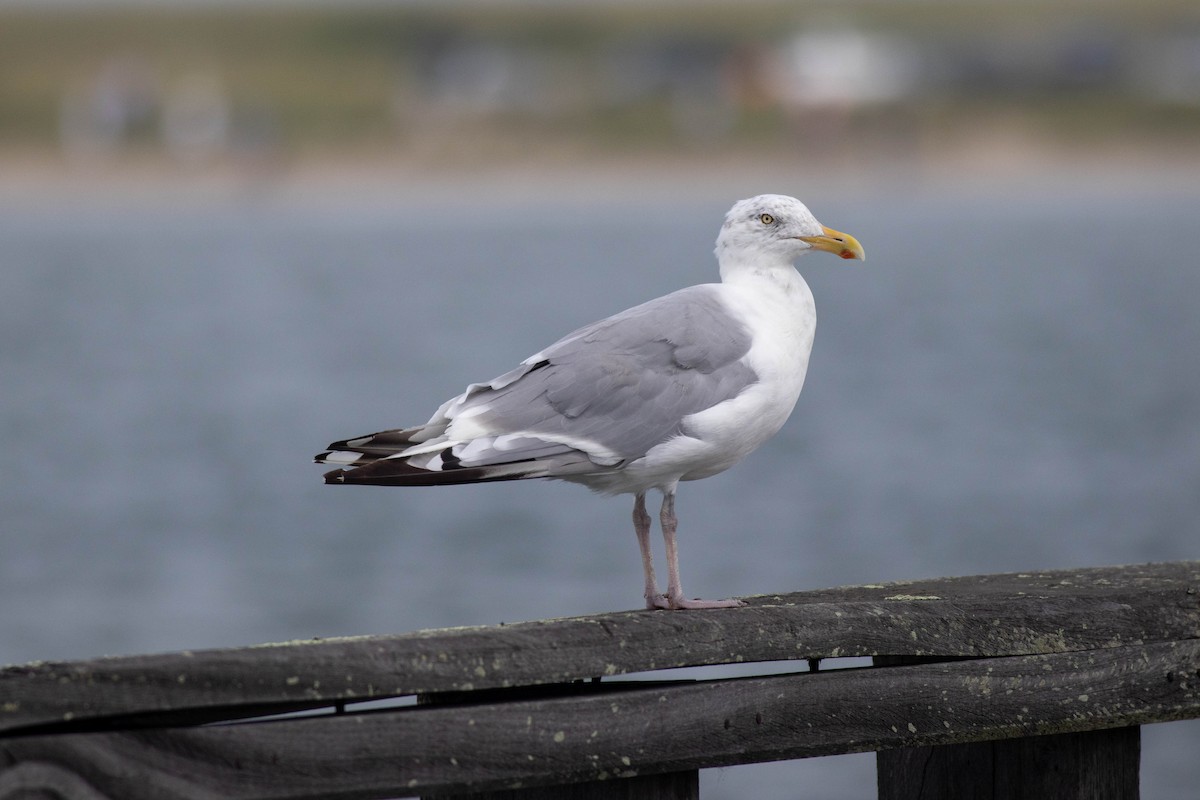 Herring Gull - ML363595471