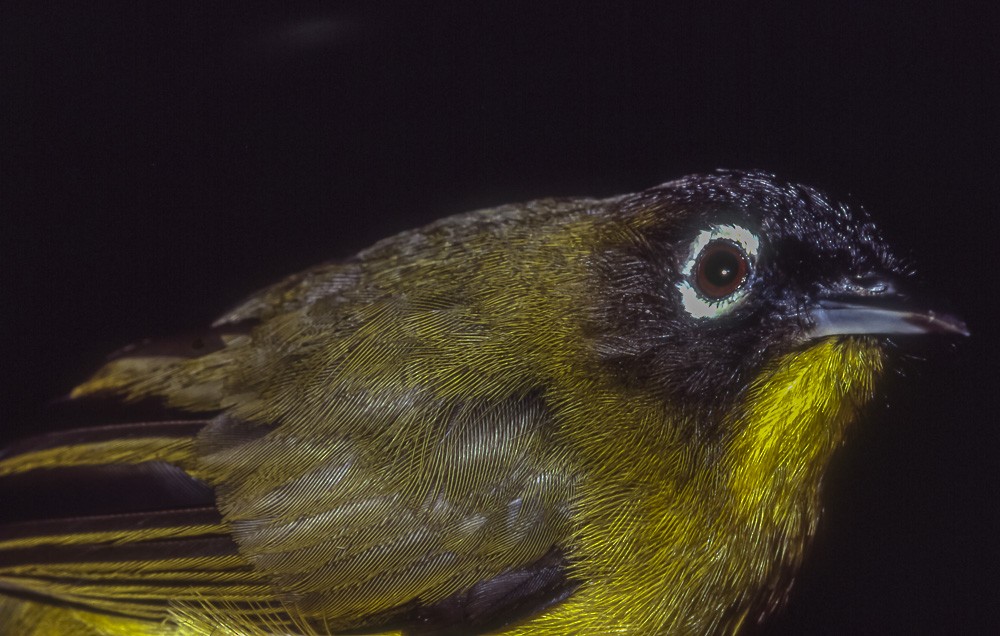 Black-headed White-eye - ML363595501