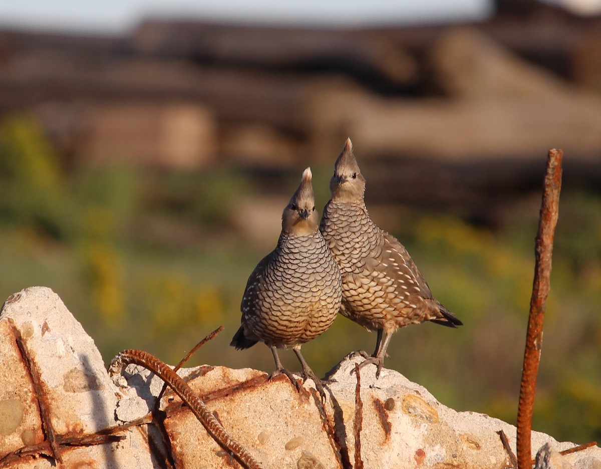 Scaled Quail - ML36359551