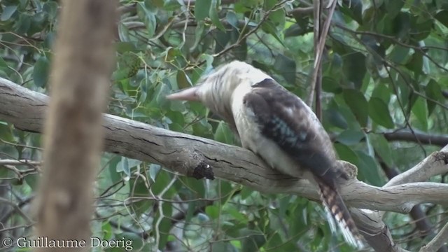 Laughing Kookaburra - ML363596491