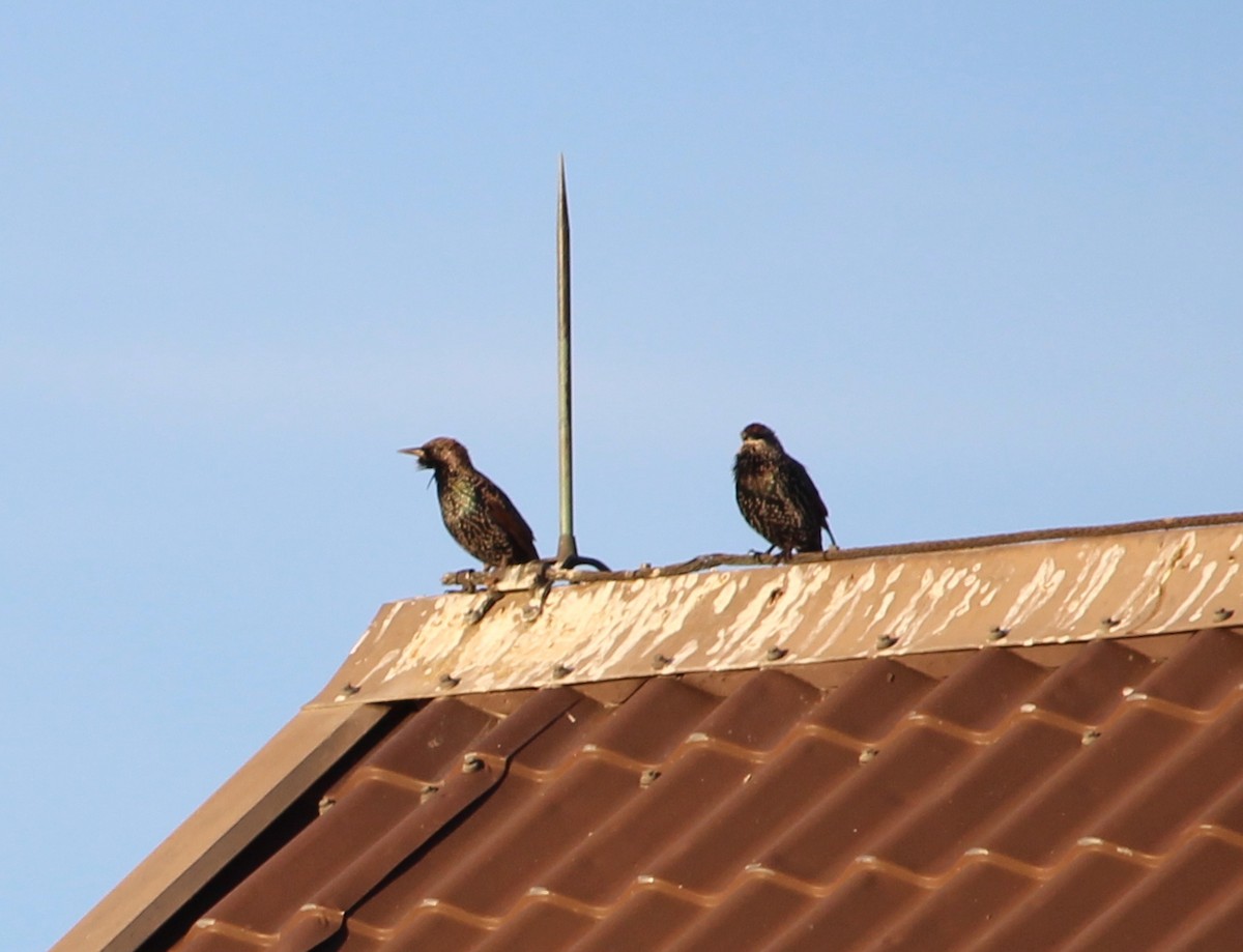 European Starling - ML36359721