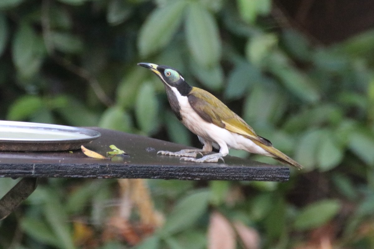 Blue-faced Honeyeater (White-quilled) - ML363598451