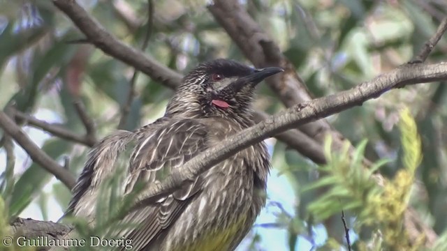 Red Wattlebird - ML363599001