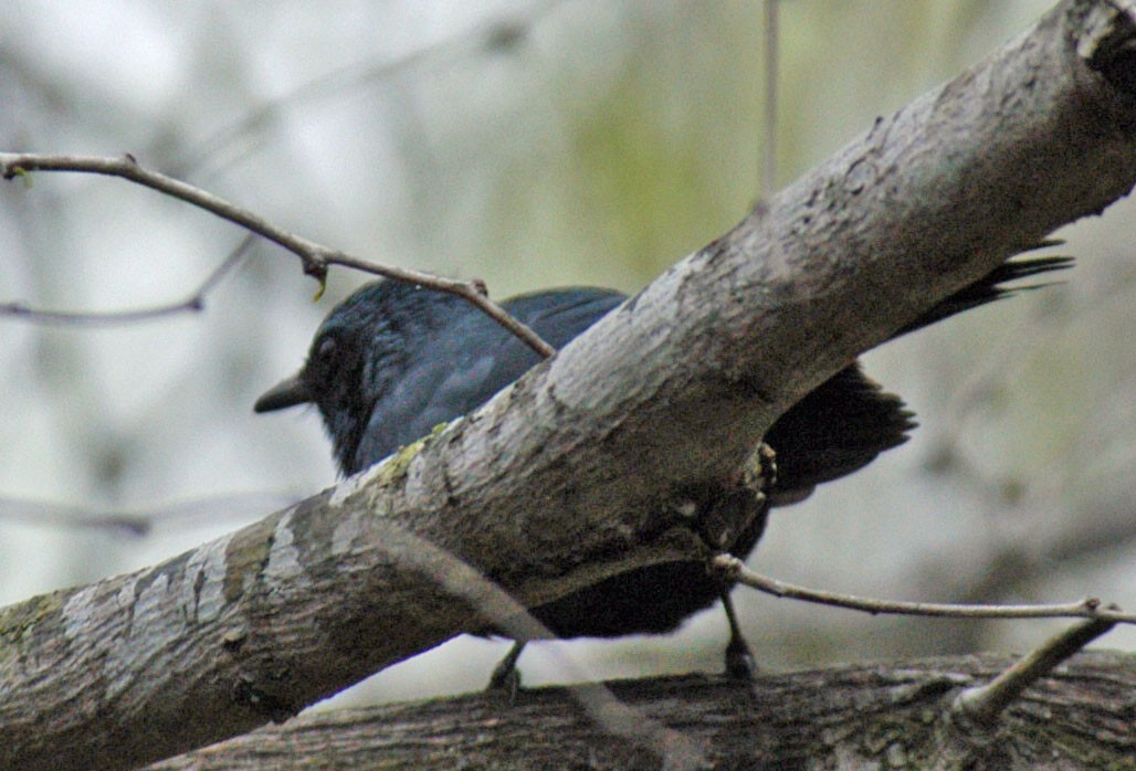 Blue Mockingbird - ML36359931