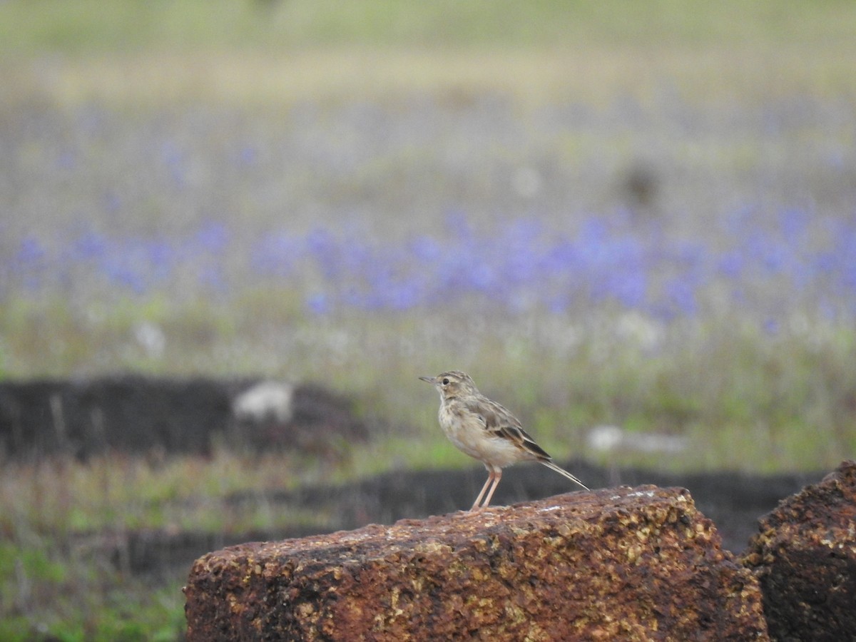 Paddyfield Pipit - ML363599861