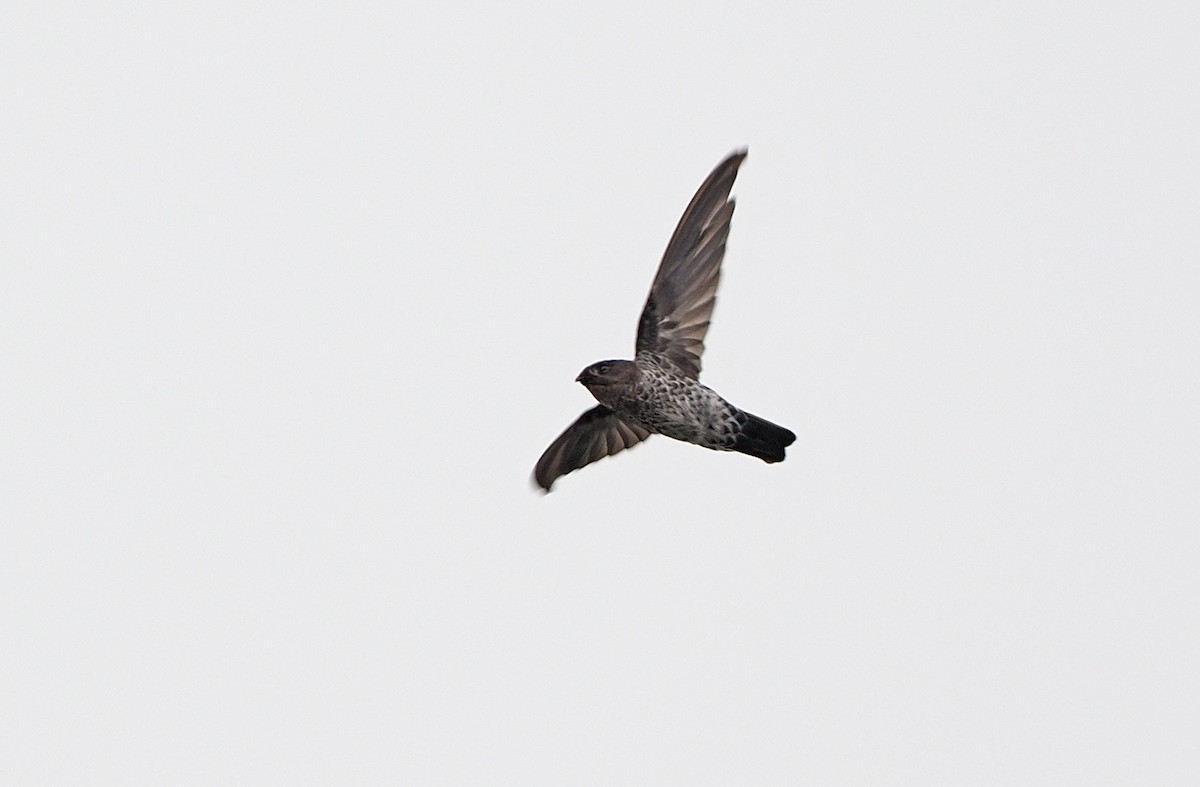 Gray-rumped Swiftlet - Collocalia marginata - Media Search - Macaulay ...