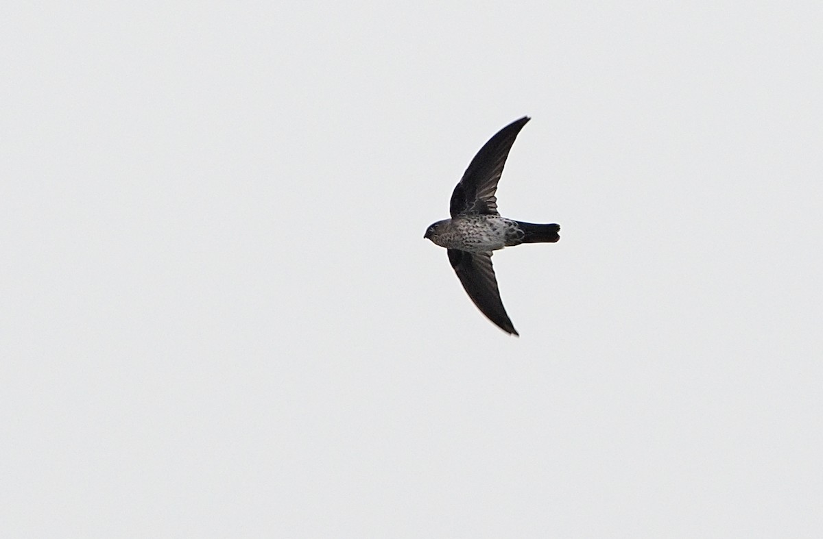 Gray-rumped Swiftlet - Robert Hutchinson