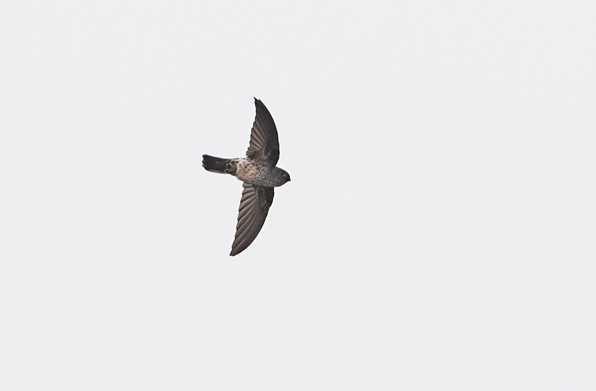 Gray-rumped Swiftlet - Robert Hutchinson