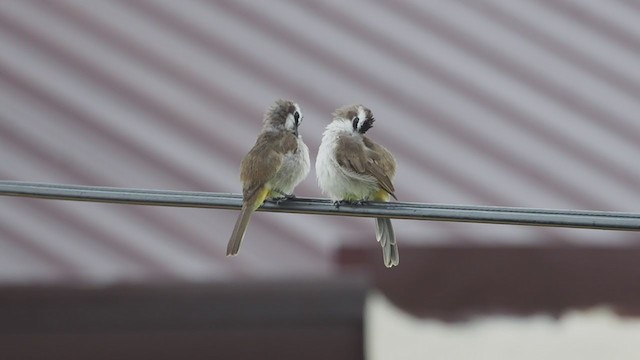 Yellow-vented Bulbul - ML363600201