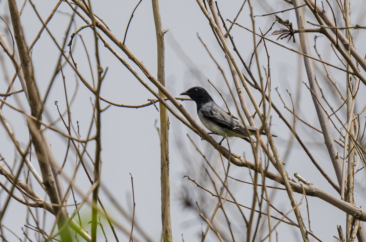 Black-headed Cuckooshrike - ML363601091