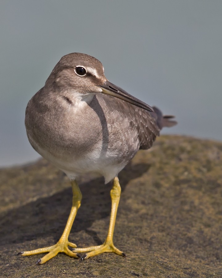 Wandering Tattler - Mat Gilfedder