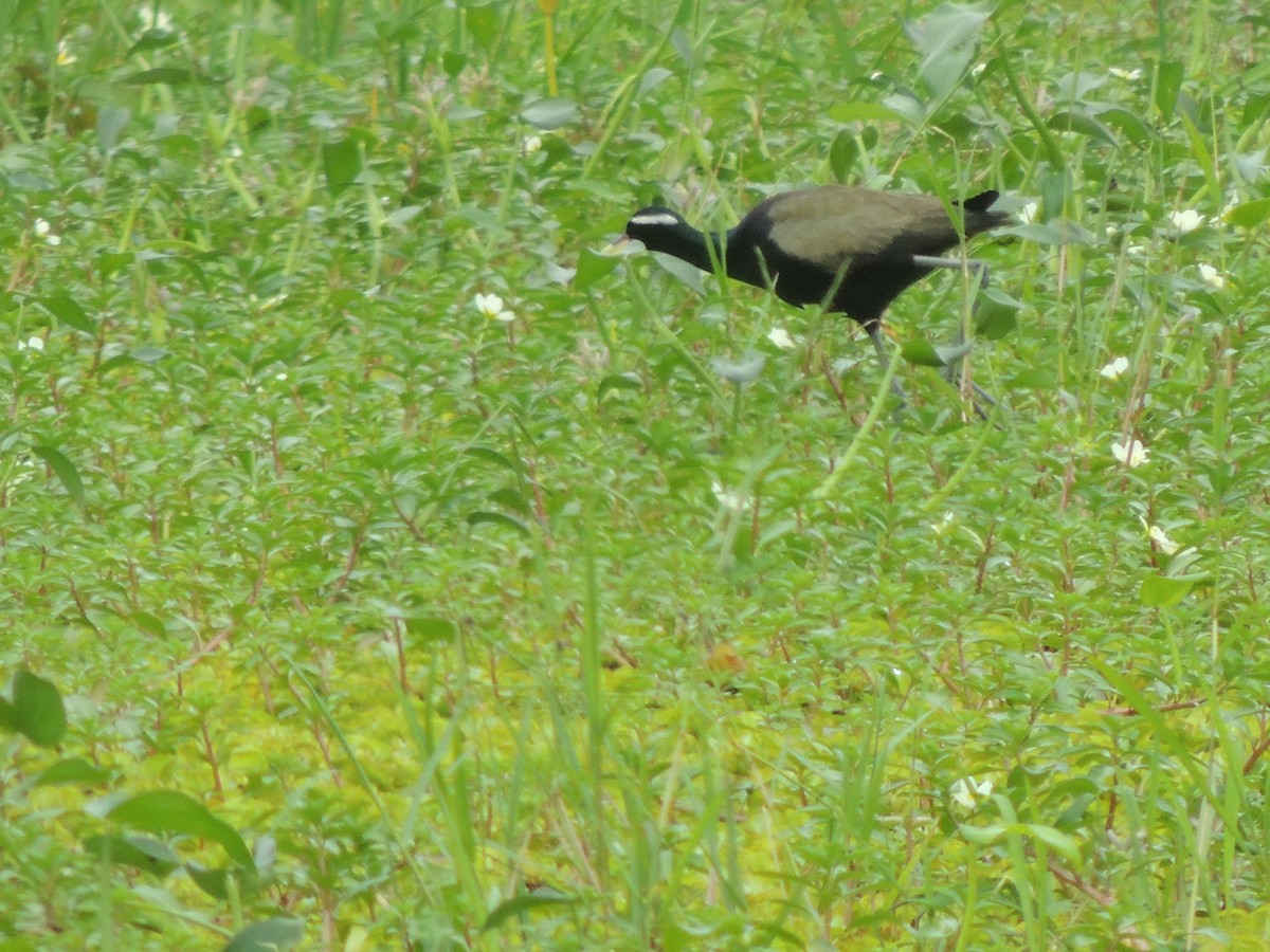 Bronze-winged Jacana - ML363602101